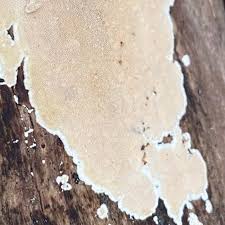 Attēlu rezultāti vaicājumam “Junghuhnia nitida”