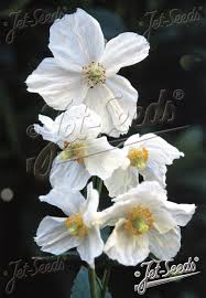 Image result for Meconopsis betonicifolia alba