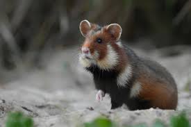 Image result for хомяк