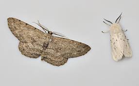 Attēlu rezultāti vaicājumam “Hypomecis punctinalis”