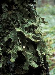 Attēlu rezultāti vaicājumam “Lobaria pulmonaria”