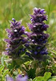 Attēlu rezultāti vaicājumam “Ajuga pyramidalis”