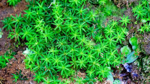 Attēlu rezultāti vaicājumam “Timmia megapolitana”