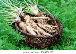 Attēlu rezultāti vaicājumam “Tragopogon heterospermus”