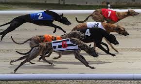 Image result for Reading Greyhound Track