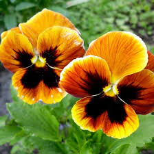 Image result for Viola wittrockiana