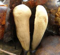 Attēlu rezultāti vaicājumam “Clavariadelphus pistillaris”