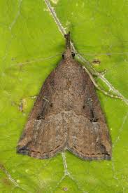 Attēlu rezultāti vaicājumam “Hypena rostralis”