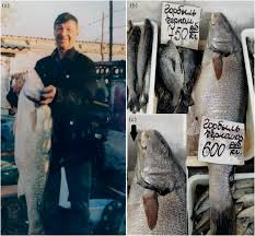 Image result for Umbrina cirrosa