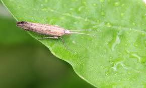 Attēlu rezultāti vaicājumam “Plutellidae”