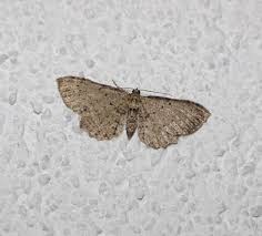 Attēlu rezultāti vaicājumam “Anticollix sparsata”