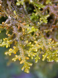 Attēlu rezultāti vaicājumam “Porella platyphylla macro”