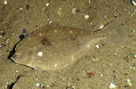 Image result for Pleuronectes platessa