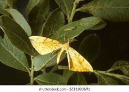 Attēlu rezultāti vaicājumam “Eulithis pyraliata”