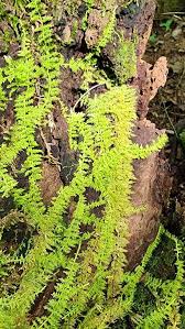 Attēlu rezultāti vaicājumam “Thuidium”