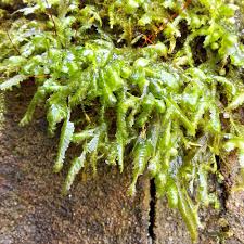 Attēlu rezultāti vaicājumam “Homalia trichomanoides”