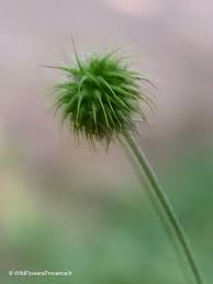 Image result for Geum urbanum