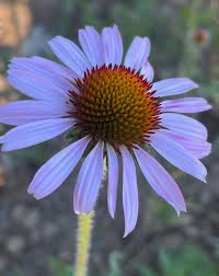 Image result for Echinacea angustifolia