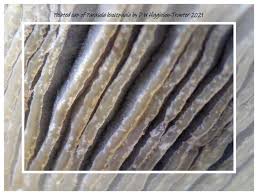 Attēlu rezultāti vaicājumam “Milesina murariae”