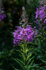 Image result for Epilobium angustifolium