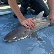 Image result for Callorhinchus capensis