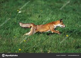 Attēlu rezultāti vaicājumam “Vulpes vulpes  adult”