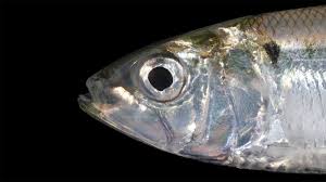 Image result for Alosa sapidissima