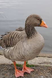 Image result for Anser fabalis