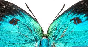 Attēlu rezultāti vaicājumam “Arcyria imperialis macro”