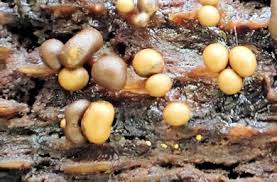 Attēlu rezultāti vaicājumam “Trichia contorta”