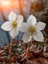 Image result for Christrose