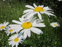 Attēlu rezultāti vaicājumam “Leucanthemum vulgare”