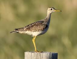 Image result for Bartramia longicauda