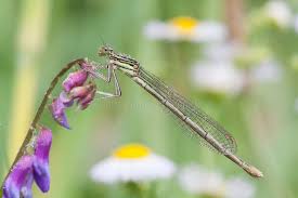 Attēlu rezultāti vaicājumam “Platycnemis pennipes female”