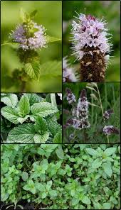 Attēlu rezultāti vaicājumam “Mentha spicata”