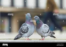 Attēlu rezultāti vaicājumam “Columba livia f. domestica adult”