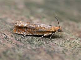 Attēlu rezultāti vaicājumam “Lathronympha strigana”