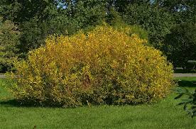 Attēlu rezultāti vaicājumam “Salix x fragilis”