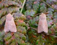 Attēlu rezultāti vaicājumam “Orthosia miniosa imago”
