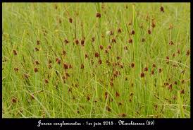 Attēlu rezultāti vaicājumam “Juncus conglomeratus fruit”