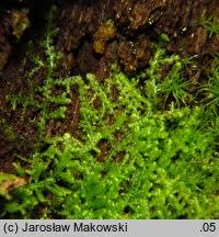 Attēlu rezultāti vaicājumam “Lepidozia reptans”