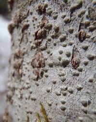 Attēlu rezultāti vaicājumam “Pertusaria leioplaca”