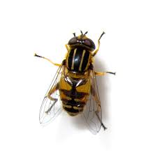 Attēlu rezultāti vaicājumam “Helophilus hybridus”