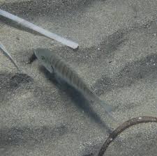 Image result for Lithognathus lithognathus