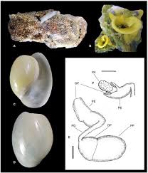 Attēlu rezultāti vaicājumam “Cephalozia connivens macro”