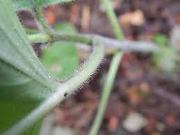 Attēlu rezultāti vaicājumam “Circaea lutetiana bud”