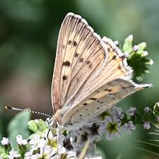 Attēlu rezultāti vaicājumam “Lycogala sphaeroconicum young”