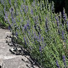 Image result for Hyssopus officinalis