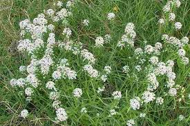 Attēlu rezultāti vaicājumam “Lobularia maritima”