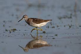 Attēlu rezultāti vaicājumam “Tringa glareola adult”